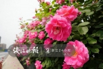 杭州高架又要美出新高度啦！月季已陆续开放，五一迎盛花期 - 林业厅