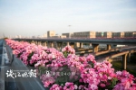 杭州高架又要美出新高度啦！月季已陆续开放，五一迎盛花期 - 林业厅