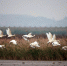 美丽壮观！千余只鹭鸟栖居玉环漩门湾国家湿地公园 - 林业厅
