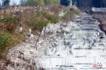 美丽壮观！千余只鹭鸟栖居玉环漩门湾国家湿地公园 - 林业厅