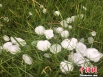 浙江温州出现冰雹天气。　王小宁 摄 - 浙江新闻网