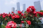 十年时间种下160万株月季 现在杭州当家大花旦就是她 - 杭州网
