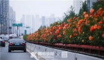 十年时间种下160万株月季 现在杭州当家大花旦就是她 - 杭州网