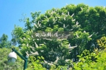远看像烟火盛放，近看像白色佛塔，神奇树在杭州植物园开花啦 - 林业厅