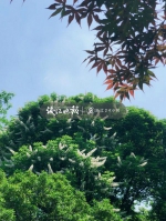 远看像烟火盛放，近看像白色佛塔，神奇树在杭州植物园开花啦 - 林业厅