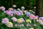 最美赏花季就在当下！杭城这些地方花花正怒放 - 林业厅