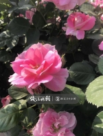 最美赏花季就在当下！杭城这些地方花花正怒放 - 林业厅