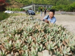 图为：一名华文媒体记者在拍摄多肉植物。 张茵 摄 - 浙江新闻网