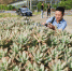 图为：一名华文媒体记者在拍摄多肉植物。 张茵 摄 - 浙江网