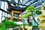 余杭盆景在上海“空中园林”展出 - 林业厅