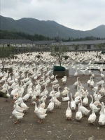 图为清波鹅业养殖场。受访者提供 - 浙江新闻网
