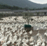 图为清波鹅业养殖场。受访者提供 - 浙江网