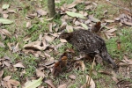 乌岩岭黄腹角雉自然繁育首次获得成功 - 林业厅