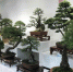 金华市盆景在北京世园会上大放异彩 - 林业厅