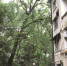 这些天杭州雨一直下 校园里的大树被冲倒，砸到了居民楼…… - 杭州网