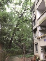 这些天杭州雨一直下 校园里的大树被冲倒，砸到了居民楼…… - 杭州网