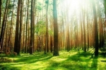 东阳完成34万亩天然商品林停伐落界 - 林业厅