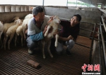 湖羊产业助农增收　许旭　摄 - 浙江新闻网