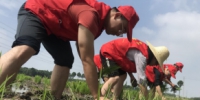 海宁创新开展水稻种植扶贫项目，助力低收入农户增收 - 扶贫办