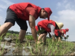 海宁创新开展水稻种植扶贫项目，助力低收入农户增收 - 扶贫办
