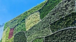 “会呼吸的墙”！垂直绿化为港区再添生态美景 - 林业厅