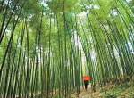 浙西北竹林生态系统定位观测研究站落户安吉 - 林业厅