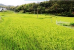 图为：挺拔的水稻，掀起层层稻浪 孙红红 摄 - 浙江新闻网