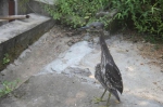 是海南鳽！浙江千岛湖再次发现极度濒危鸟类 - 林业厅