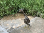 是海南鳽！浙江千岛湖再次发现极度濒危鸟类 - 林业厅