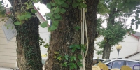 古树缠灯带，违法！—— 安吉县严厉查处损害古树行为 - 林业厅