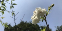 你没有看错！开桂花的季节 杭州太子湾公园的樱花开了 - 林业厅
