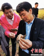 有关人士现场考察“稻小龙虾”共作模式。浙江省农业农村厅 供图 - 浙江新闻网