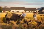 丰收稻田里的农民们和乌村老黄牛。供图 - 浙江新闻网