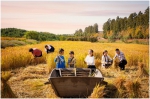 小朋友们和父母在稻田中体验农村生活。供图 - 浙江新闻网