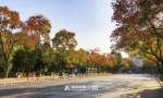 橙黄橘绿，美得像油画！它是杭州唯一的“乌桕路” - 林业厅
