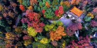 武义秀美如画的彩色森林亮相学习强国平台 - 林业厅