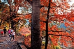 武义秀美如画的彩色森林亮相学习强国平台 - 林业厅