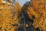 遍洒“黄金雨” 杭州这条路太美了 - 林业厅