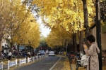 遍洒“黄金雨” 杭州这条路太美了 - 林业厅