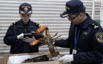 海关关员对龙虾存活情况进行检查。曹雨婷 - 浙江新闻网