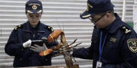 海关关员对龙虾存活情况进行检查。曹雨婷 - 浙江网