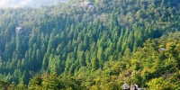 48.8万亩公益林筑起绿色屏障！苍南走出生态与经济双赢之路 - 林业厅