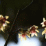 杭州植物园内蜡梅园内的腊梅。李时珍《本草纲目》载：蜡梅，释名黄梅花，此物非梅类，因其与梅同时，香又相近，色似蜜蜡，故得此名。在中国古代梅花为一年中的第一朵花、而蜡梅为最后一朵花，梅花和蜡梅二梅争艳是灵峰探梅的一大特色。 杭州西湖风景名胜区杭州植物园供图 - 浙江新闻网