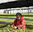 图为：台州市仙居县台湾农民创业园智能育苗基地里，农民们忙着培育幼苗。　王华斌　摄 - 浙江网