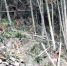 浙江省仙居县淡竹乡淡竹村一群野生猕猴在林间上下跳跃穿行　王华斌　摄 - 浙江网
