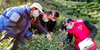 了解采茶工人缺口情况。安吉宣传部提供 - 浙江新闻网