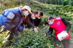 了解采茶工人缺口情况。安吉宣传部提供 - 浙江新闻网