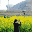 金华市区八咏公园的油菜花海，吸引了不少游客。时补法摄 - 浙江新闻网