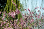 粉嫩的桃花，开满了枝头。时补法摄 - 浙江新闻网
