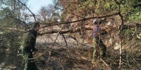 天台县合力推进松树病死木清理与国土绿化工作 - 林业厅